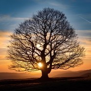 马叉虫川宠物馆2025官方新版图标